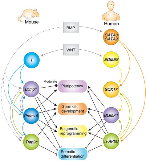 Mammalian In Vitro Gametogenesis Science