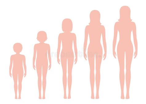 Female Growth Stages Stock Illustrations Female Growth Stages