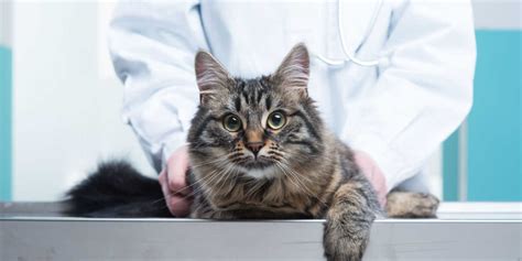 Neurologische St Rungen Bei Katzen Ursachen Symptome Prognose Und