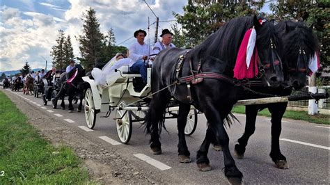 Nunt N Bucovina Bivol Rie Cai La Tr Sur I Oameni Gospodari La