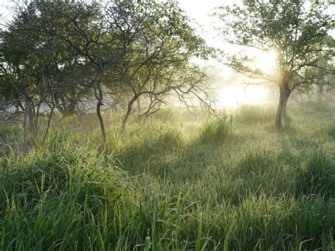 Wallpaper Sunlight Landscape Water Nature Sky Branch Sunrise