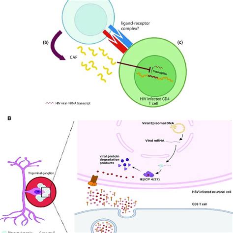 Direct Non Cytotoxic Effects Of Cd T Cells A Hiv Specific Cd T