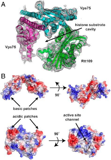 Structure Of The Rtt Vps Complex A F O F C Difference Map Of