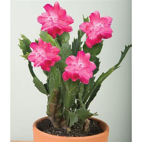 Colorful Christmas Cactus For The Holidays Logees