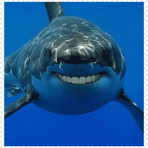 Tubarão Com Dente Humano - Dente de tubarão Dente humano Homo sapiens, tubarão, animais, meme png ...