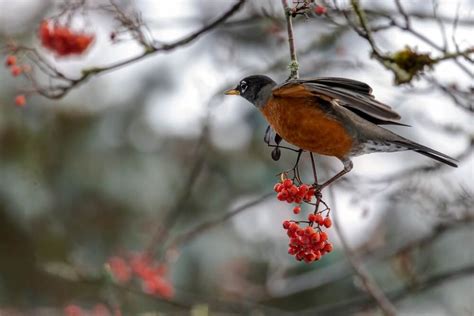 How To Attract Robins To Your Yard (9 Handy Tips)