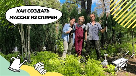 Как сформировать массив из спиреи? | Спирея | Спирея японская ...