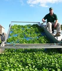 A Man Sitting On Top Of A Green Roof With Plants Growing In The Yard