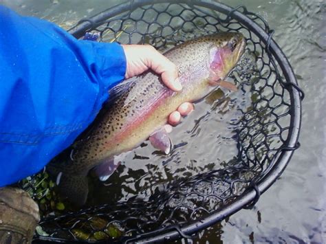 Gifford Pinchot National Forest - Fishing