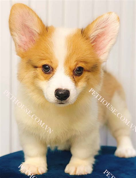 Chó Corgi trắng vàng mã CG322 tại cửa hàng PetHouse