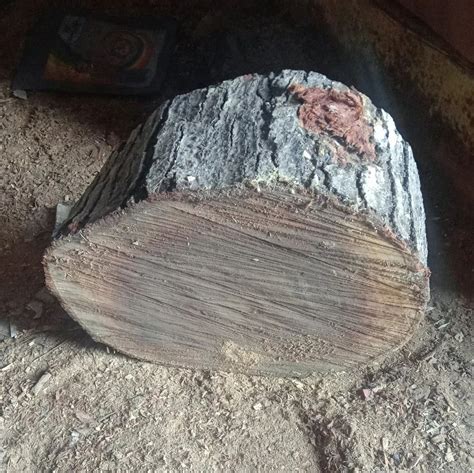 B Grade Timber Wood Log At Rs 700 Cubic Feet Timber Wood Log In