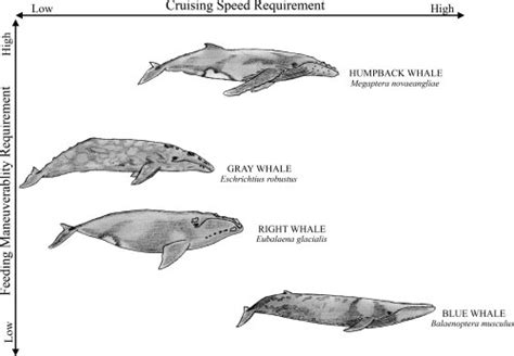 Body Form Continuum For Selected Baleen Whale Species Whales Were Download Scientific Diagram