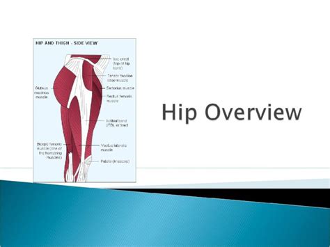 (PPT) Hip joint is a ball-and-socket joint It consists of the femoral ...