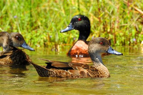 Ducks on Wamberal Lagoon by wildplaces on DeviantArt