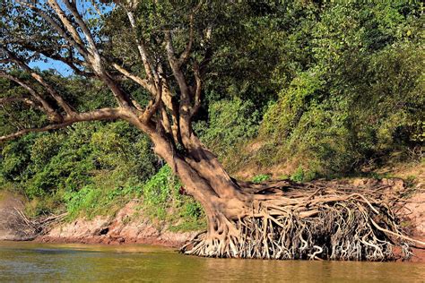 Tree Roots Exposed On Mekong Riverbank In Luang Prabang Laos