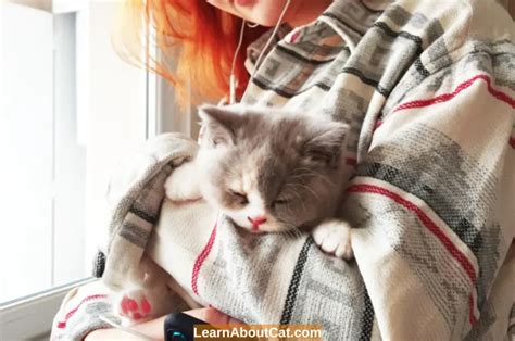 Signs of Asthma in Cats - A Guide to Feline Asthma - LearnAboutCat