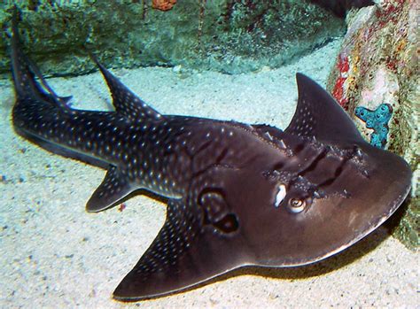 Bowmouth Guitarfish