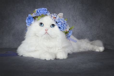 Beautiful White Cat with Blue Eyes Posing in a Flower Crown Stock Image - Image of crown, lovely ...