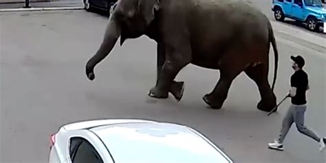 Video Chaos As Elephant Marauds Streets Of Montana After Daring