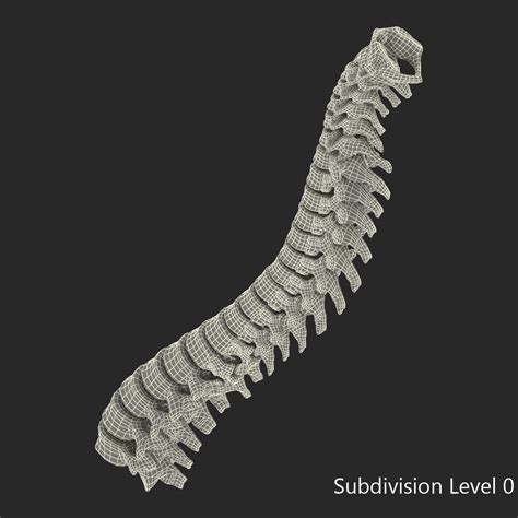 3d spinal cord