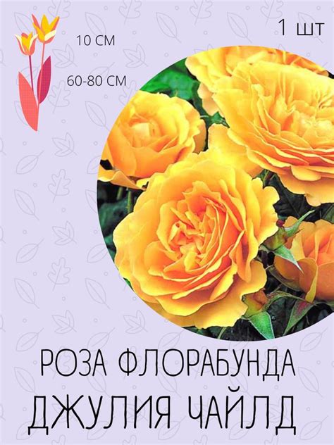 Роза карликовая/Саженец розы - купить с доставкой по выгодным ценам в ...