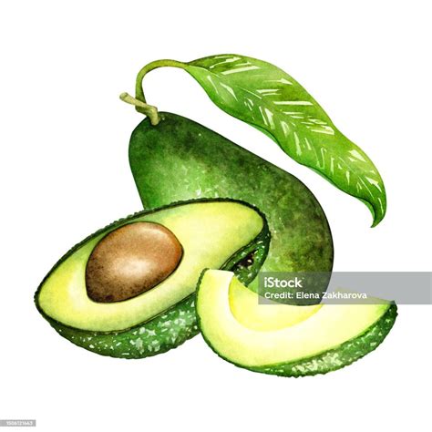 Ilustración De Dibujo De Aguacate Maduro Hass Frutas De Aguacate Verde Alimentos Naturales