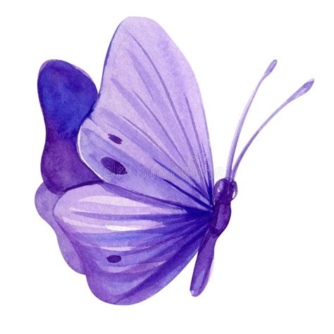 Violet Butterfly On Isolated White Background Watercolor Illustration