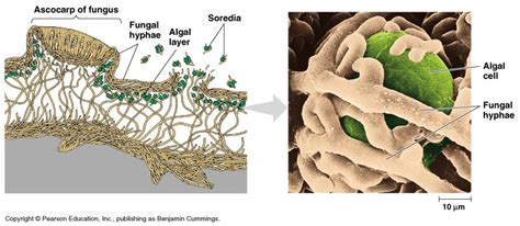 Kingdom Fungi Biology4isc