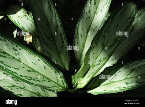 Close Up Of Nature Green Aglaonema Chinese Evergreen Leaves Exposed