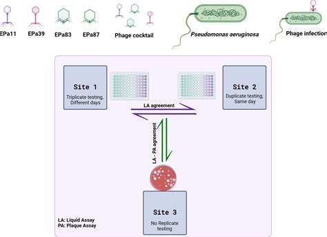 Interlaboratory Comparison Of Pseudomonas Aeruginosa Phage Susceptibility Testing Journal Of