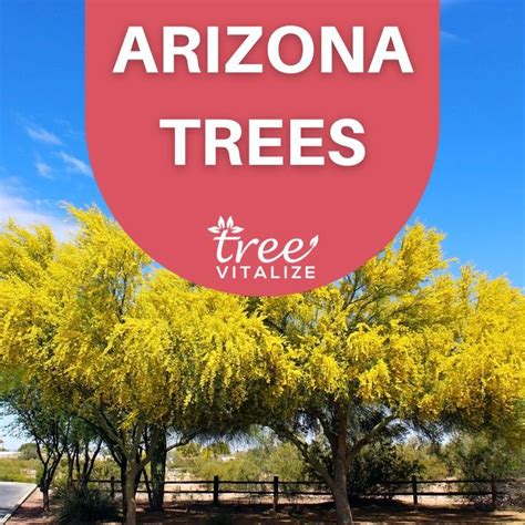 The Top 10 Palm Trees For Arizona Where To Plant Them Artofit