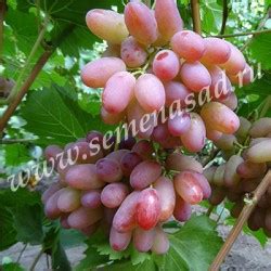 Гелиос виноград