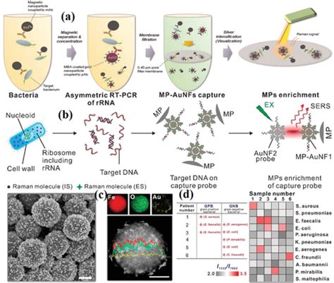 Bacteria Detection From Powerful SERS To Its Advanced Compatible