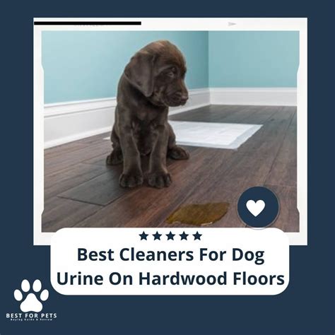 how to clean hardwood floors with dog urine