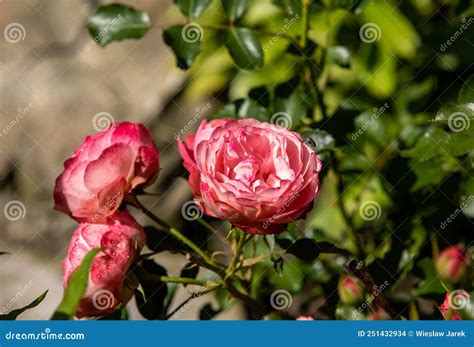 Rosas Vermelhas No Galho Do Jardim Foto De Stock Imagem De Buqu