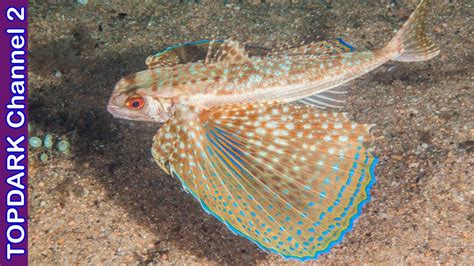 3 Especies De Peces Voladores Youtube