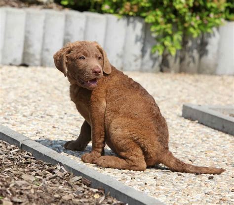 Chesapeake Retriever Lab Mix