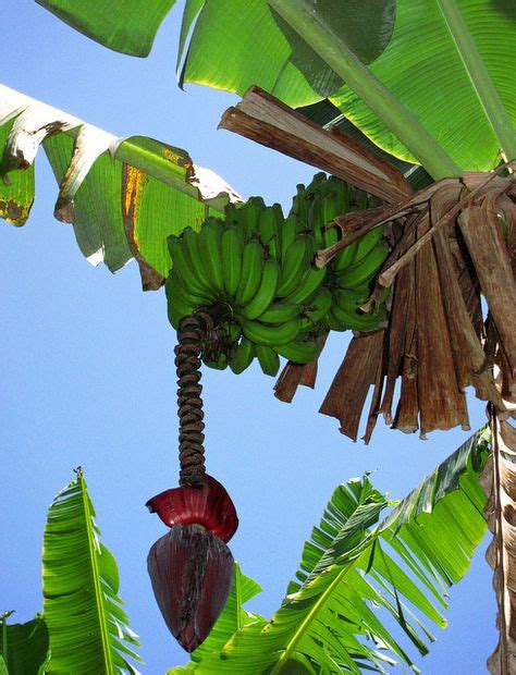 Banana Tree Maui Maui Hawaii Island Tropical Paradise