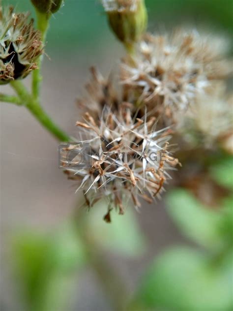 Macro Shot Bandotan Ageratum Conyzoides Is A Type Of Agricultural