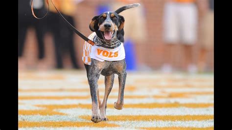 10 fun facts about Smokey | khou.com