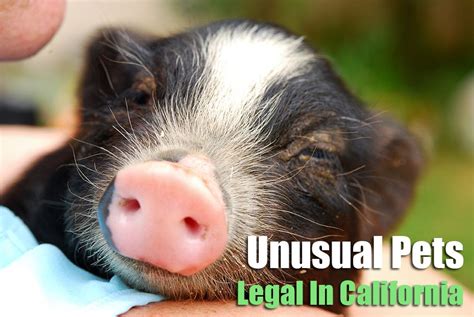 8 Unusual Home Pets That Are Actually Legal In California Unusual