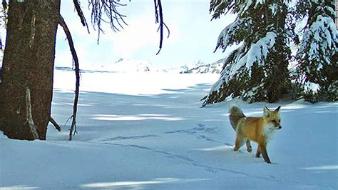 The Sierra Nevada red fox is now protected and listed as an endangered ...