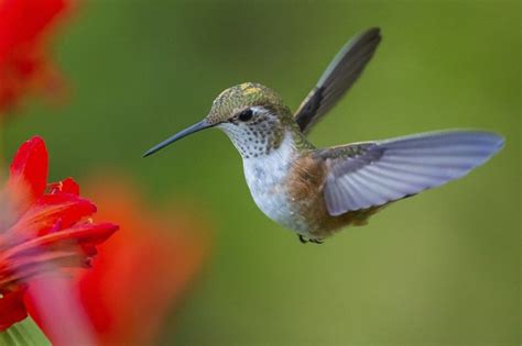 Hummingbird Nesting Habits | Animals - mom.me