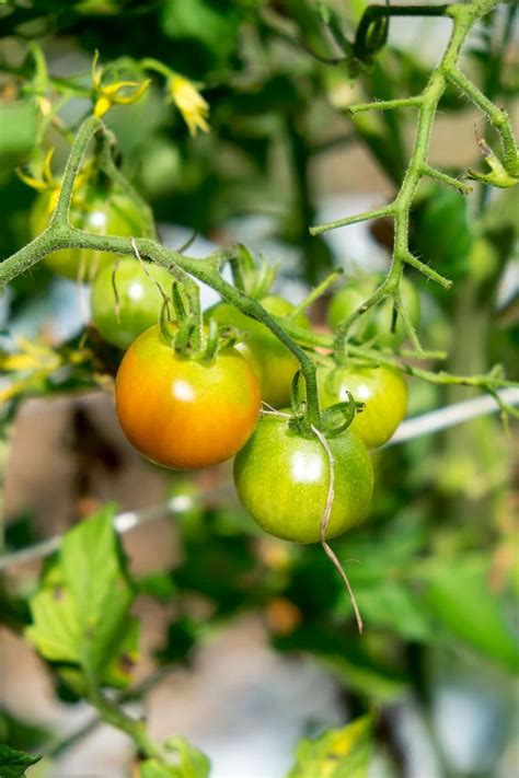 Warum Werden Tomaten Nicht Rot Das K Nnen Sie Tun