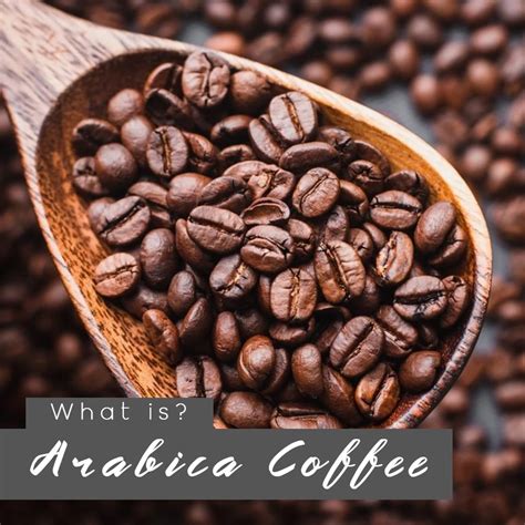 arabica coffee beans  flavorful delight  coffee