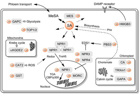 Ijms Free Full Text Salicylic Acid Binding Proteins Sabps The