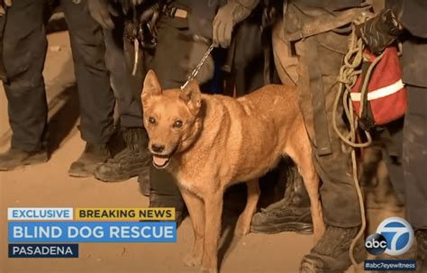 Firefighters Rescue 13 Year Old Blind Dog After It Falls Into A Hole