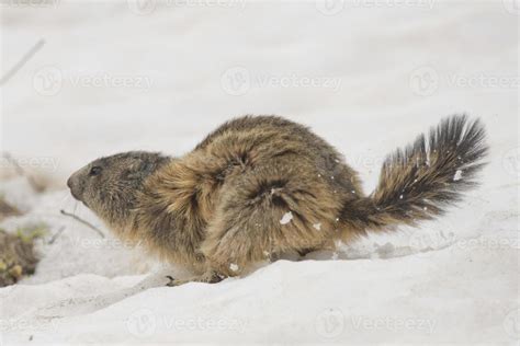 Isolated Marmot while running on the snow 20179878 Stock Photo at Vecteezy