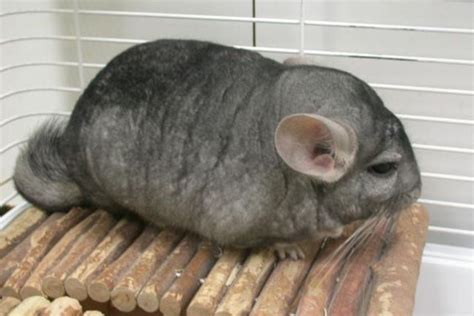 Types Of Chinchilla Breeds & Their Characteristics