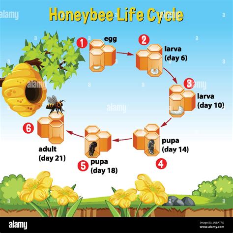 Honeybee Life Cycle Diagram With Explanation Illustration Stock Vector